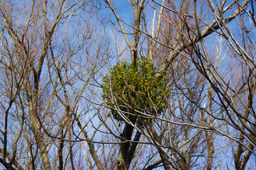 Green mistletoe on a tree.