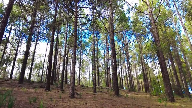 Bosque Gran Canaria