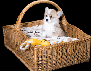 W. Corgi-Pembroke-Welpe, 6 Wochen, rot/weiß, sitzt im Korb
