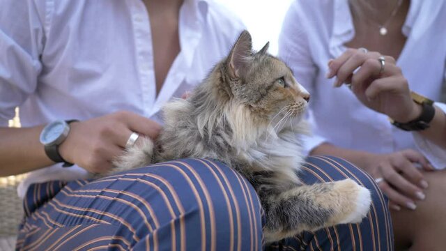 Couple pets their long haired cat on the lap of the man