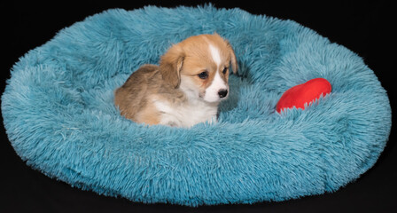 Corgi-Welpe, 6 Wochen alt, in rot-weiss, liegt in einem kuscheligen Hundebettchen