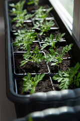 Seedlings flowers marigolds in a box on the windowsill.