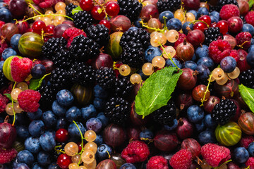 Gooseberries, blueberries, mulberry, raspberries, white and red currants.