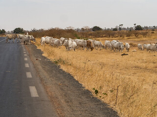 Senegal, Africa