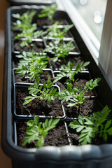 Seedlings flowers marigolds in a box on the windowsill.