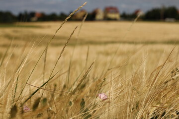 Obraz premium Weide im Sommer 1