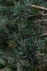 evergreen pine tree branch close up