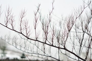 snow covered branches