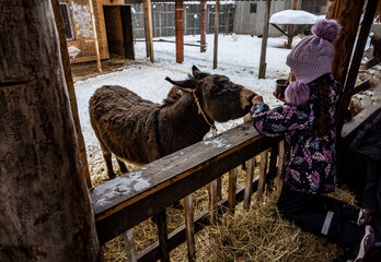 beautiful girl in a purple hat feeding pets on an eco farm in winter