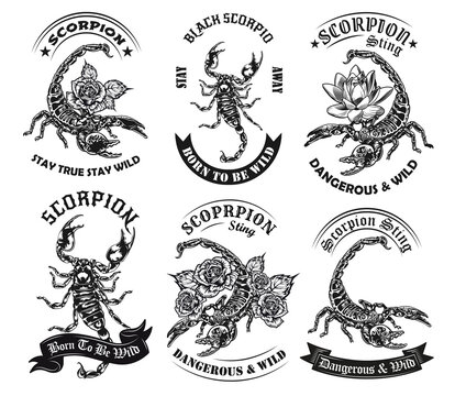 scorpiontattoo #tattoo #horscope #scorpio #armtattoo #tattooartist #t... |  TikTok
