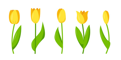 Set of yellow tulips for spring or festive design.