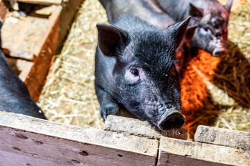 black domestic pigs in an aviary in a warm barn