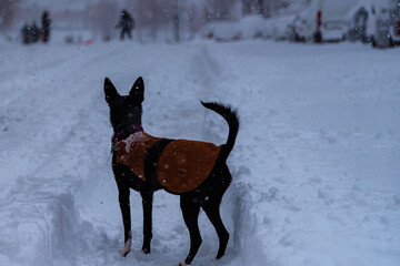 Animales en la nieve, tras el paso de Filomena