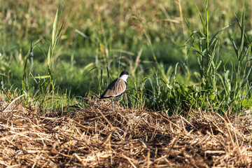 Spur-winged lapwing bird in an early autumn morning at Agamon Hula, Israel.