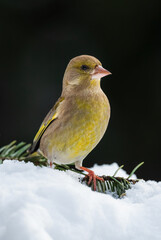 European Greenfinch - Chloris chloris, beautiful passerine bird from Europeans gardens and woodlands, Zlin, Czech Republic.