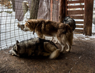 working sled dogs Husky in an aviary on vacation before working in a team in winter