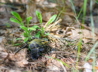 wild little chick with yellow beak