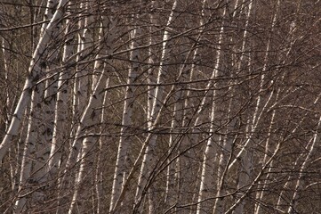 Birch Betula trees forest in fully spring