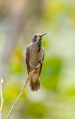 El colibrí pardo (Colibri delphinae)