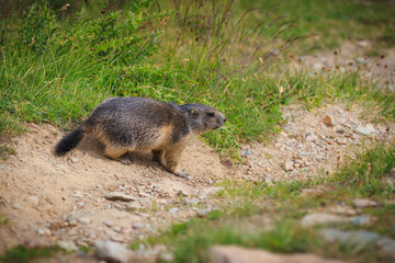 wild Marmot Marmota is looking around in the Swiss alps Switzerland animal wildlife groundhog ground squirrel