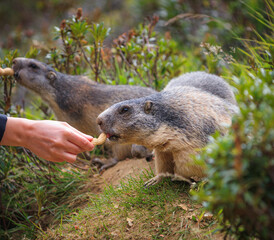 wild Marmot Marmota groundhog is getting fed in the swiss alps Switzerland animal wildlife ground...