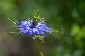 Nigella damascena early summer flowering plant with shades of blue flowers on small green shrub,...