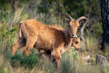 Arruís en Sierra Espuña - Murcia, España