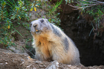 wild Marmot Marmota is looking around in the Swiss alps Switzerland animal wildlife groundhog...