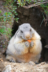 Naklejka na ściany i meble Marmot Marmota is eating in the swiss alps, getting food get feed carrot, in his cave