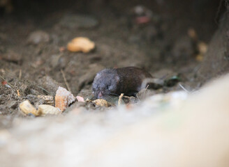 little mouse in a cave 