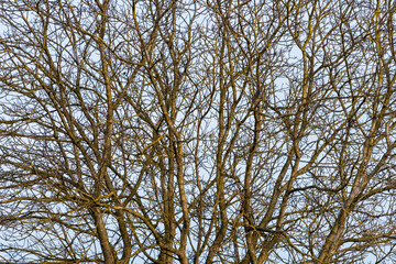 Kahle Bäume im Winter