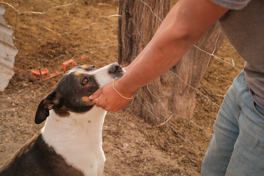 Retrato de perro siendo acariciado en granja