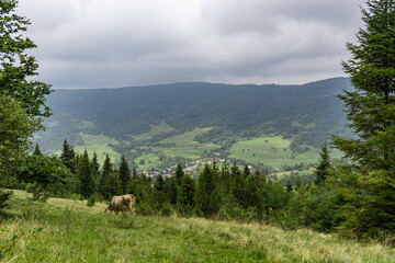 Majestic view on beautiful foggy Carpathian mountains Meadow. Cows Graze in the Carpathian mountains Meadow. Mist landscape.