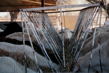 Granja con borregos en comedero retrato