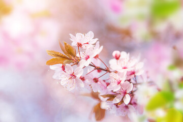 Close-up of Spring Cherry blossoms