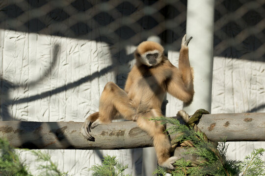 Gibon w zoo