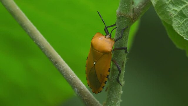 Giant Shield Bug, Tessaratomidae, Kaeng Krachan National Park, Thailand; 4K footage while on a stem, body moving as it breathes, leaf moving at the background and other insects above move around.