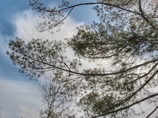 Obraz premium trees in winter