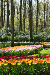 Fototapeta premium Keukenhof, Netherlands - April 19, 2019: Tulip flower with green leaf background in tulip field at winter or spring day for postcard beauty decoration and agriculture concept design...