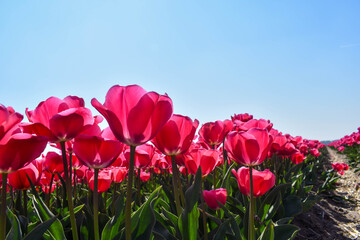 Keukenhof, Netherlands - April 19, 2019: Tulip flower with green leaf background in tulip field at winter or spring day for postcard beauty decoration and agriculture concept design...