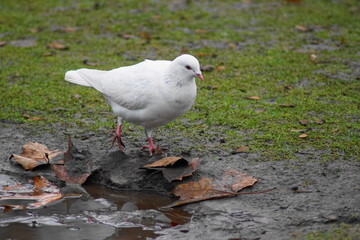 A beautiful white dove bird in the nature walking through a wet green gras