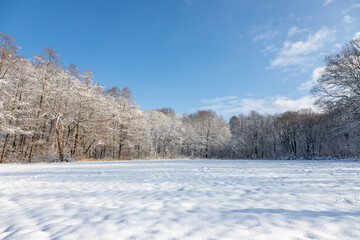 Winter landscape on the border of the Netherlands and Belgium. The meadows and forest are covered with a layer of fresh snow under a blue sky