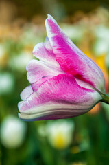 Pink flower in the garden