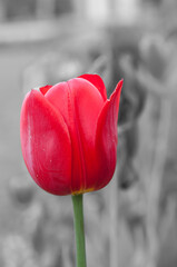 Red Tulip on black and white background 