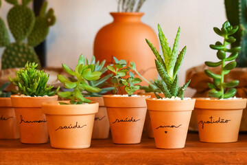 Plantas em vazos. Leguminosas. Saúde, amor, alegria