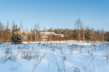 Winter sunny day. Snow field and forest with small spruce tree. Little snow, dry grass, trunks on hill on bright blue sky natural background. Northern landscape