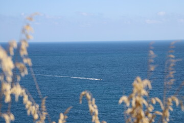 Mare