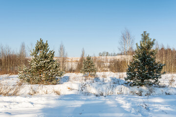 Winter sunny day. Snow field and forest with small spruce tree. Little snow, dry grass, trunks on hill on bright blue sky natural background. Northern landscape