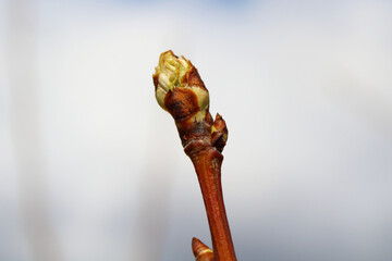 Unopened bud on a branch. Vertical view. Close-up. Background. Texture.