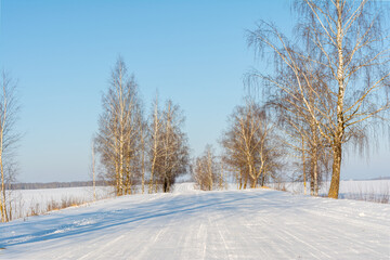 Birches grow on the sides of the snowy road. Winter sunny day with blue sky